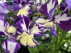 Viola 'Rebecca' (Cornuta-groep) Hoornviooltje