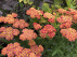 Achillea millefolium 'Paprika' Duizendblad