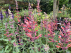 Agastache 'Fleur' Dropplant	