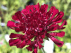 Knautia macedonica 'Mars Midget' Beemdkroon