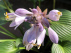 Hosta 'Devon Green' Hartlelie