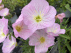 Oenothera speciosa 'Siskiyou' Teunisbloem