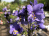 Polemonium yezoense 'Polbress' (Bressingham Purple) Jacobsladder