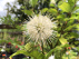 Cephalanthus occidentalis Kogelbloem