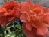 Rosa 'Kendutch' (Newsflash) Spelarosa® Oranje Klimroos