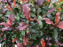 Photinia 'Kolmavoca' (Magical Volcano) Felrode Glansmispel