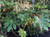 Fatsia japonica Vingerplant