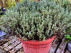 Thymus vulgaris 'Compactus' Gewone tijm