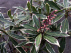 Cornus alba 'Gouchaultii' Rode Kornoelje