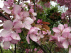 Malus 'Rudolph' Sierappel