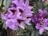 Rhododendron 'Metallica' LilaPaarse Rhododendron