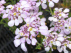 Iberis sempervirens 'Pink Ice' Scheefbloem,Scheefkelk 