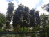 Elaeagnus ebbingei (Wintergroene Lei-Elaeagnus) Olijfwilg
