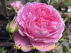 Rosa 'Matcisa' (Sweet Candy) SpelarosaÂ® Tuinroos Klimroos