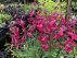 Penstemon 'Andenken an F. Hahn' (syn. 'Garnet') Rode Schildpadbloem