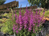 Lythrum 'Dropmore Purple' Kattenstaart