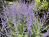 Perovskia 'Blue Spire' Reuzenlavendel, Russische Salie