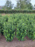 Ilex crenata 'Caroline Upright' Japanse hulst