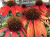Echinacea 'Lakota Orange' 