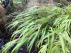 Hakonechloa macra Japans Siergras, Greenhills
