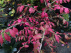Euonymus alatus Kardinaalshoed