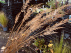 Calamagrostis brachytricha (syn. Stipa brachytricha) Struisriet