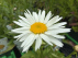 Leucanthemum 'Madonna' Witte Margriet