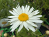Leucanthemum (S) 'Madonna' 