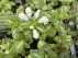 Lamium maculatum 'Album' Gevlekte Dovenetel
