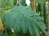 Albizia julibrissin Perzische Slaapboom