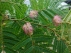 Albizia julibrissin 'Boubri' (Ombrella®) Perzische Slaapboom