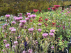 Monarda 'Beauty of Cobham' Bergamotplant
