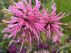 Monarda 'Croftway Pink' Bergamotplant