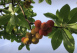 Arbutus unedo Aardbeienboom