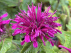 Monarda 'Grape Gumball' 