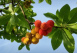 Arbutus unedo Aardbeienboom