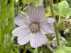 Lavatera 'Lilac Lady' Struikmalva
