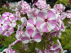 Phlox paniculata Bambini® Candy Crush 