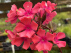 Phlox 'Spitfire'  Vlambloem