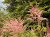 Astilbe 'Flamingo' Roze Spirea