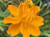 Trollius chinensis 'Golden Queen' Kogelbloem, Kogelboterbloem.
