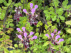 Teucrium chamaedrys Gamander