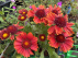 Gaillardia 'Spintop Yellow Touch' Rood-oranje-gele Kokardebloem
