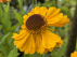 Helenium bigelovii 'The Bishop' Zonnekruid