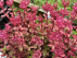 Sedum spurium 'Fuldaglut' Vetkruid