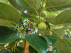 Diospyros kaki 'Rojo Brilliante' Zelfbestuivende Kakiboom, Sharonfruit