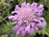 Scabiosa columbaria 'Pink Mist' Duifkruid
