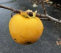 Diospyros kaki Kakiboom, Sharonfruit