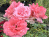 Rosa 'Queen Elizabeth' (Struikroos) Grootbloemige Trosroos