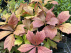 Rodgersia pinnata 'Braunlaub' 